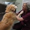 Northwood Animal Hospital gallery