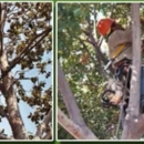 Tom Day Tree Service - Landscaping & Lawn Services