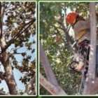 Tom Day Tree Service