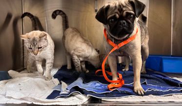 Acacia Veterinary Surgery - Yeppoon, QLD