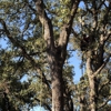De La Cruz Tree Service gallery
