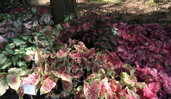 Garden  Gate Nursery - Gainesville, FL