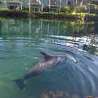 Dolphin Quest Oahu