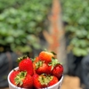 Carlsbad Strawberry Company gallery