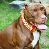 Diesel Dog Neckwear gallery