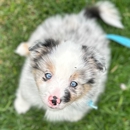 Full House Dog Training - Dog Training
