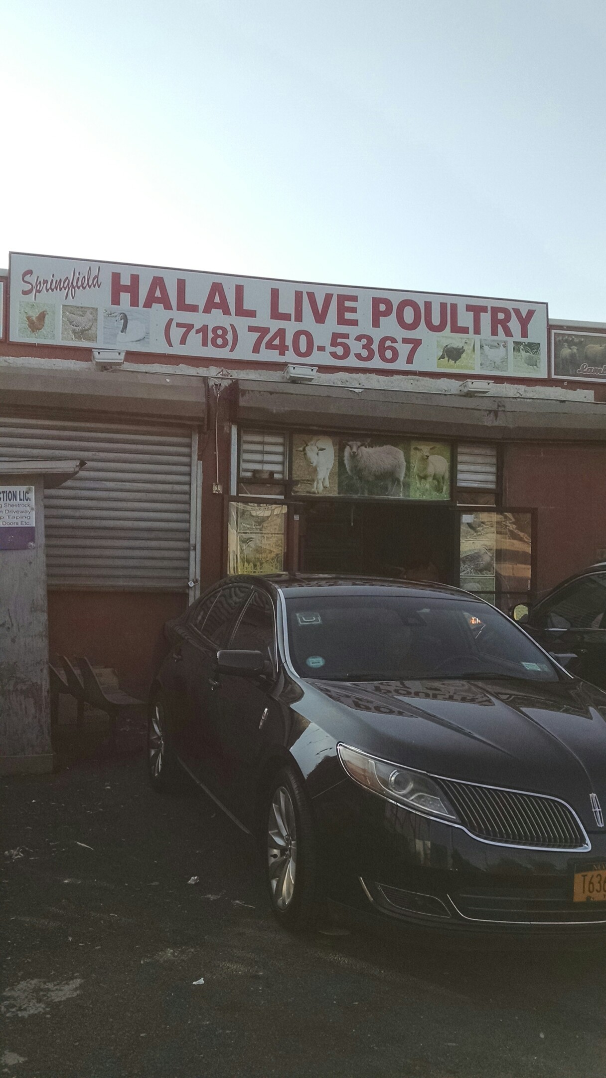 halal live poultry queens - halal live chicken near me