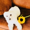 Bloom Sunshine Flowers gallery