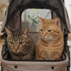 Pet Care While U R Away gallery