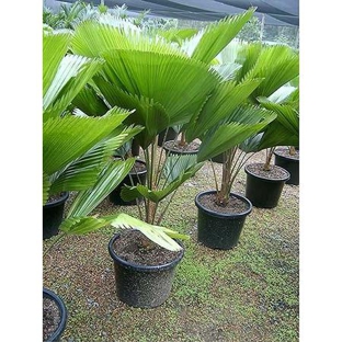 Mad About Plants - Wrights Creek, QLD