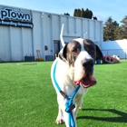 PupTown