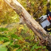 Lion Tree Service INC gallery