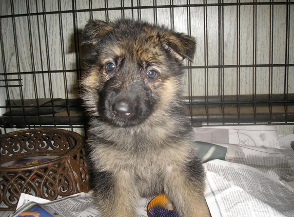 DARKSTAR GERMAN SHEPHERDS - Wantagh, NY