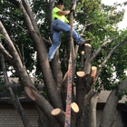 C & J Tree and Gutter Service