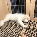 Petland - Pet Stores