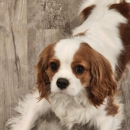 Cavaliers By Crumley - Pet Breeders