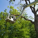 Green Forest Tree Service - Tree Service
