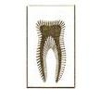 Joseph May DDS - Root Canal Specialist gallery