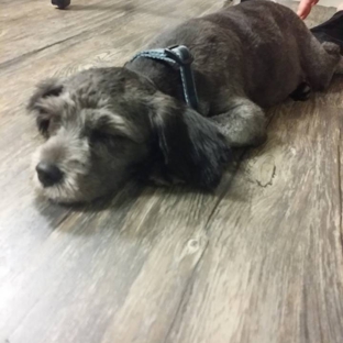 Pampered Pups Grooming - Pearl River, LA. Ollie is proof how calm it is in the salon!!! puppy rest!!!