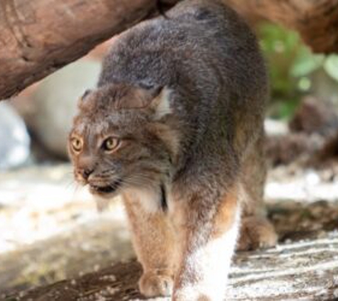 Alaska Wildlife Conservation Center - Girdwood, AK