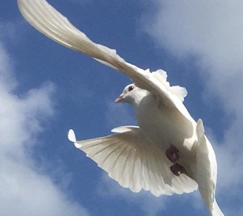Enchanting White Doves