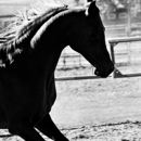 Raytown Equestrian Park - Stables