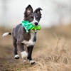 Happy Paws Pet Waste Removal gallery