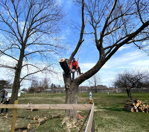 Ash Tree Service Pro