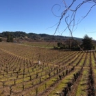 Zichichi Family Vineyard