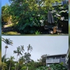 Aloha trees and rockwall services gallery