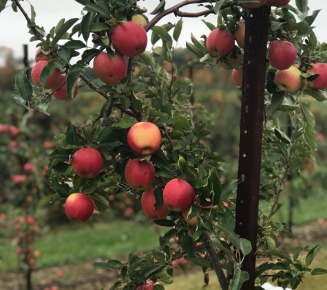 Belltown Hill Orchards - South Glastonbury, CT