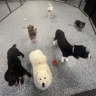 Your Dog's Best Days