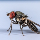 Green Smart Pest Control - Pest Control Equipment & Supplies