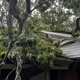 Frady Tree Care