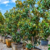 Moon Valley Nurseries gallery