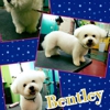 Paw Metto Pooches Pet Salon gallery