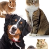 Brattleboro Veterinary Clinic gallery