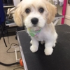 Misty Grooming and Boutique gallery