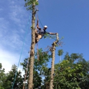 Southern Tree Surgery - Christmas Trees