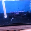 Tong's Tropical Fish & Pets gallery