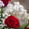 New Smyrna Beach Florist Inc gallery