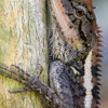 Southern Wildlife Removal gallery