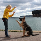 Dogs Beyond The Fence