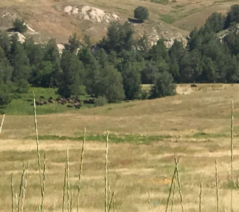 Bison Range - Charlo, MT