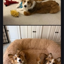 Corgi Corral of Virginia - Pet Breeders