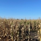 South Texas Maize