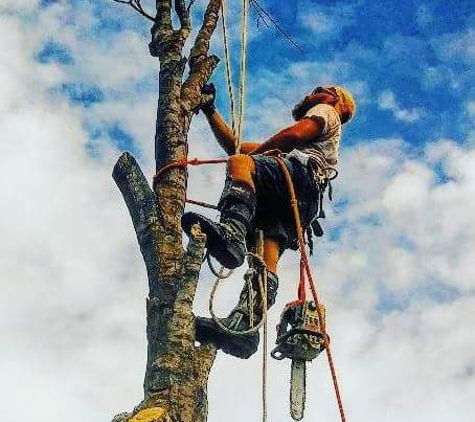 Kats Tree Service - Edgewater, FL