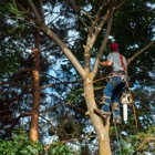 Lafayette Tree Services