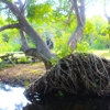 Airboat Rides Miami gallery