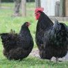 Rutledge hatching eggs gallery
